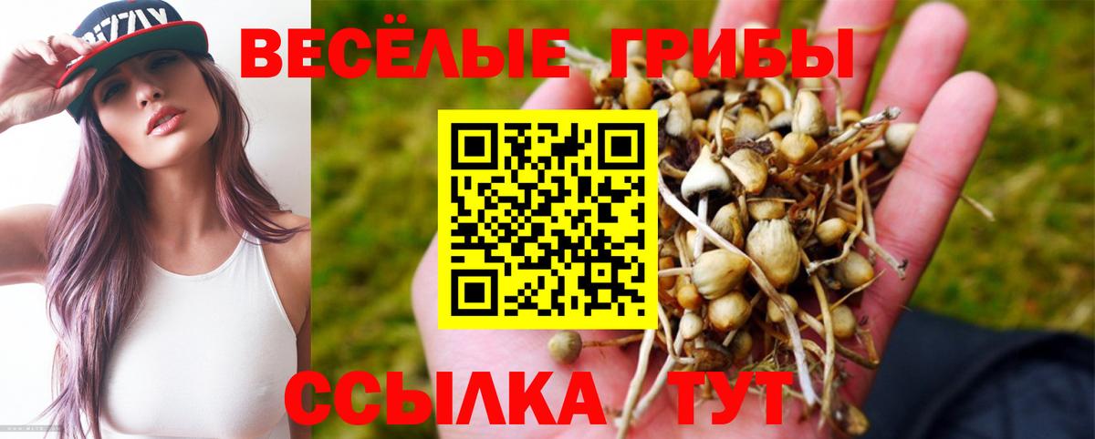 Псилоцибиновые грибы Psilocybine cubensis Кунгур